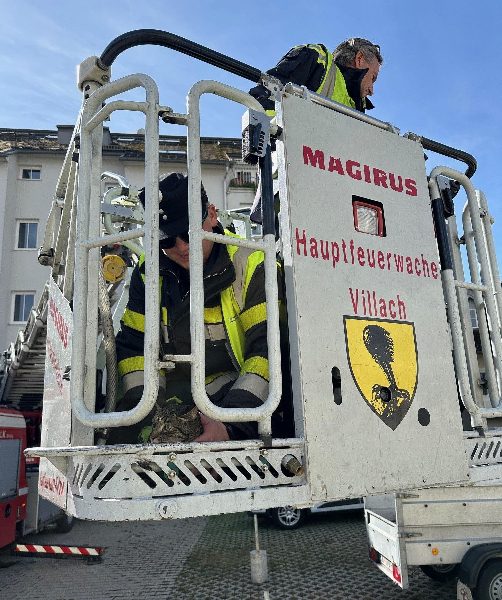 Kater mittels Feuerwehrdrehleiter in Villach gerettet (Bild 2)